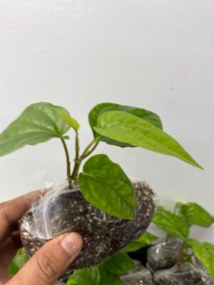 Paan Piper Betel Plant, Paan pata plant, healthy well rooted one plants UK