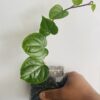 Paan | Pipeer