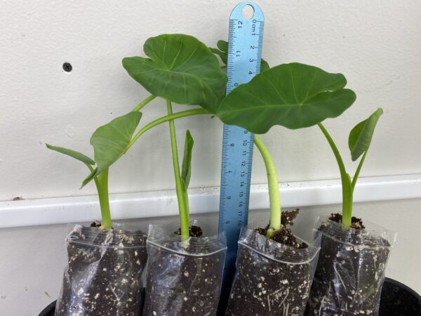 Colocasia Taro Elephant Ear Taro Eddoe, kochu, healthy & well rooted 4 plants uk - Image 2