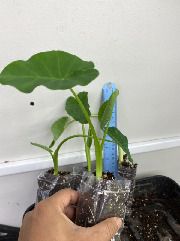 Colocasia Taro Elephant Ear Taro Eddoe, kochu, healthy & well rooted 4 plants uk