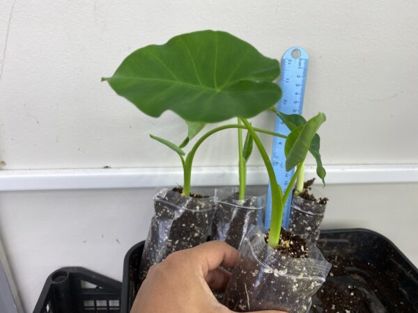 Colocasia Taro Elephant Ear Taro Eddoe, kochu, healthy & well rooted 4 plants uk - Image 3