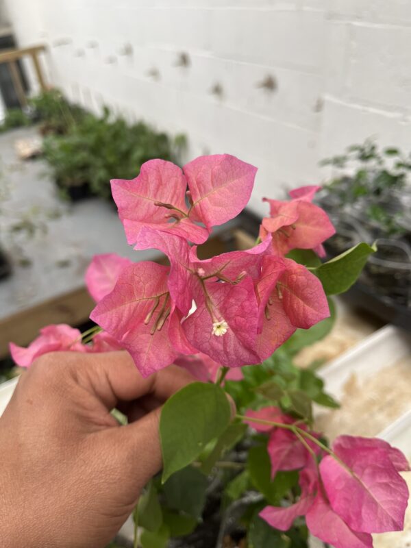 Bougainvillea, paperflower, Bagan bilash, Bougenville, Buganvill, purple colour - Image 5