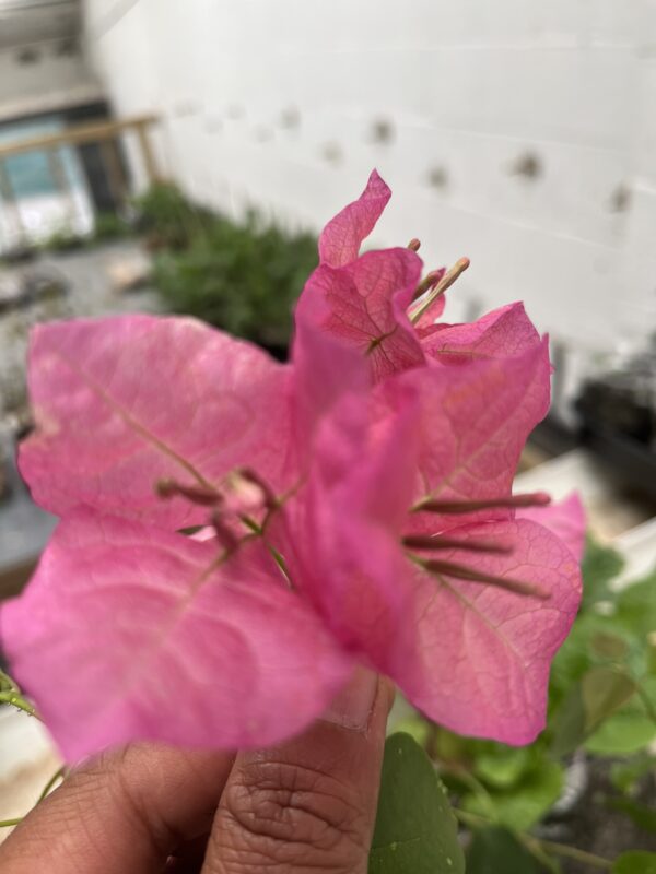 Bougainvillea, paperflower, Bagan bilash, Bougenville, Buganvill, purple colour - Image 4