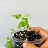 Curry leaf plant UK delivery