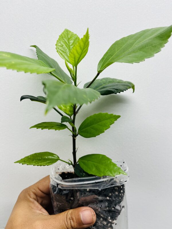 Hibiscus Brilliant Red, Asian red Hibiscus, Jaswanti, Gudhal, healthy Plant - Image 4