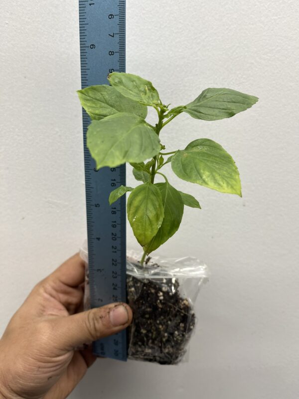 Thai basil, horapha,Thai: โหระพา, Ocimum basilicum Siam Queen one healthy plant