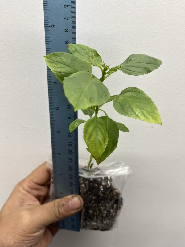 Thai basil, horapha,Thai: โหระพา, Ocimum basilicum Siam Queen one healthy plant - Image 2