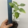 Thai basil, horapha,Thai: โหระพา, Ocimum basilicum Siam Queen one healthy plant - Image 3