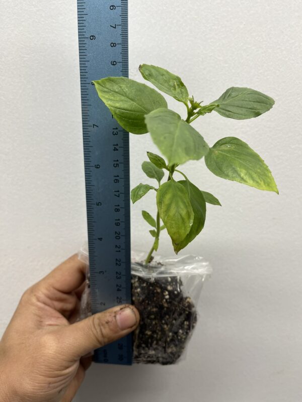 Thai basil, horapha,Thai: โหระพา, Ocimum basilicum Siam Queen one healthy plant - Image 3