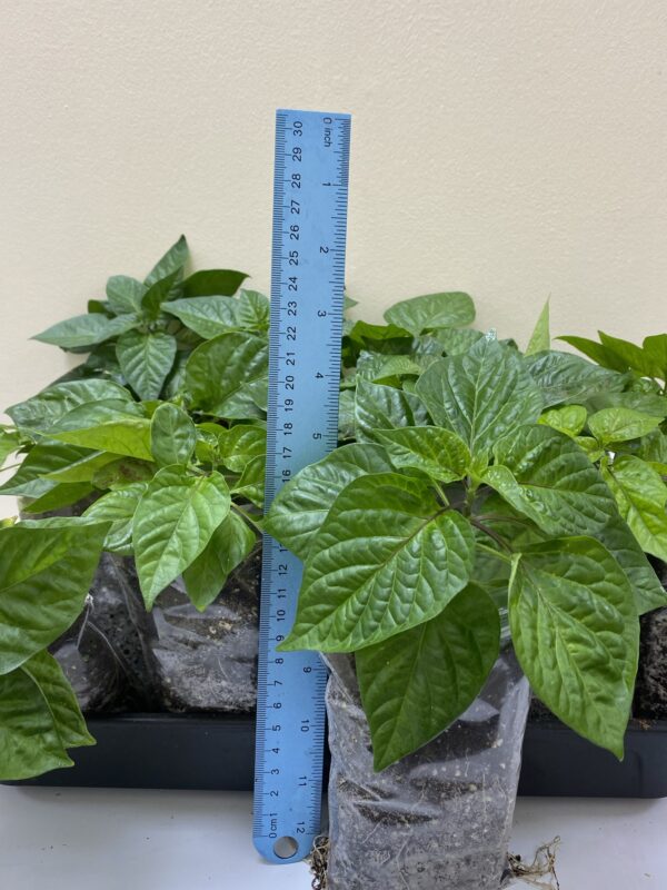 Naga Chilli Plants Naga Morich. 100% Genuine healthy Naga Chilli plant One Plant - Image 3