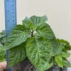 Naga Chilli Plants Naga Morich. 100% Genuine healthy Naga Chilli plant One Plant