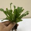 Cilantro, Culantro, Recao, Eryngium foetidum, Bilathi Dhonia plants, 1 pack UK