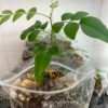 Curry Leaf Plant UK | Murraya koenigii – Karipatta Plant