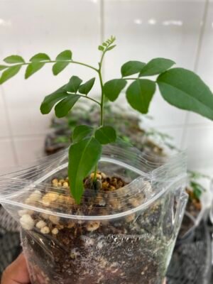 Curry Leaf Plant UK | Murraya koenigii – Karipatta Plant
