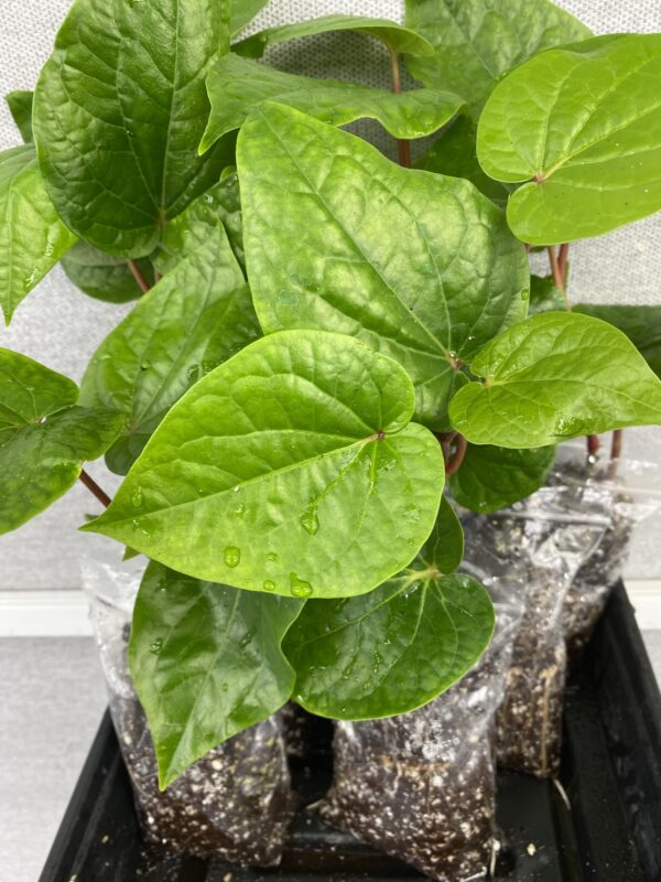 Paan Piper Betel Plant, Paan pata plant, healthy well rooted one plants UK