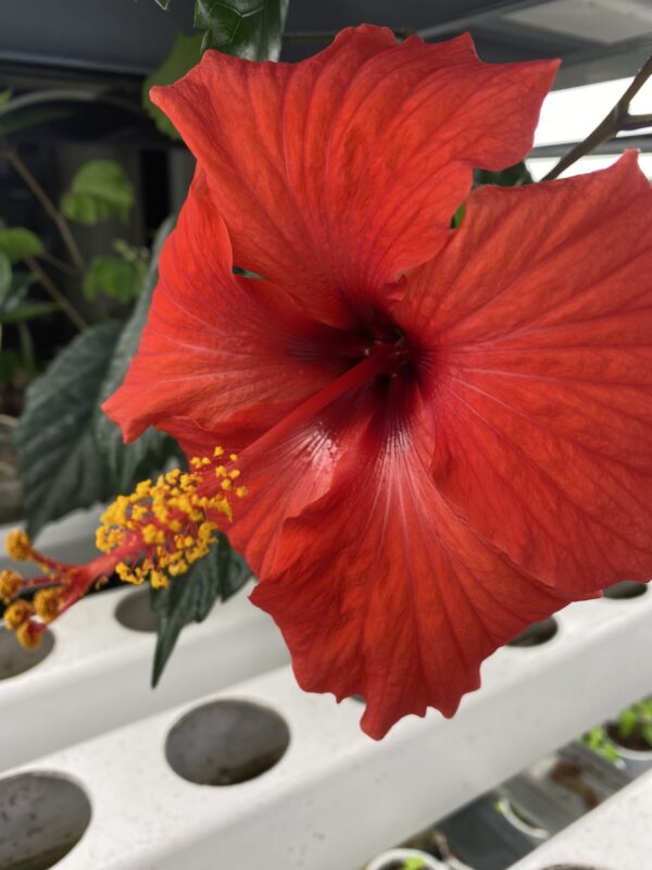 Hibiscus Brilliant Red, Asian red Hibiscus, Jaswanti, Gudhal, healthy Plant - Image 5