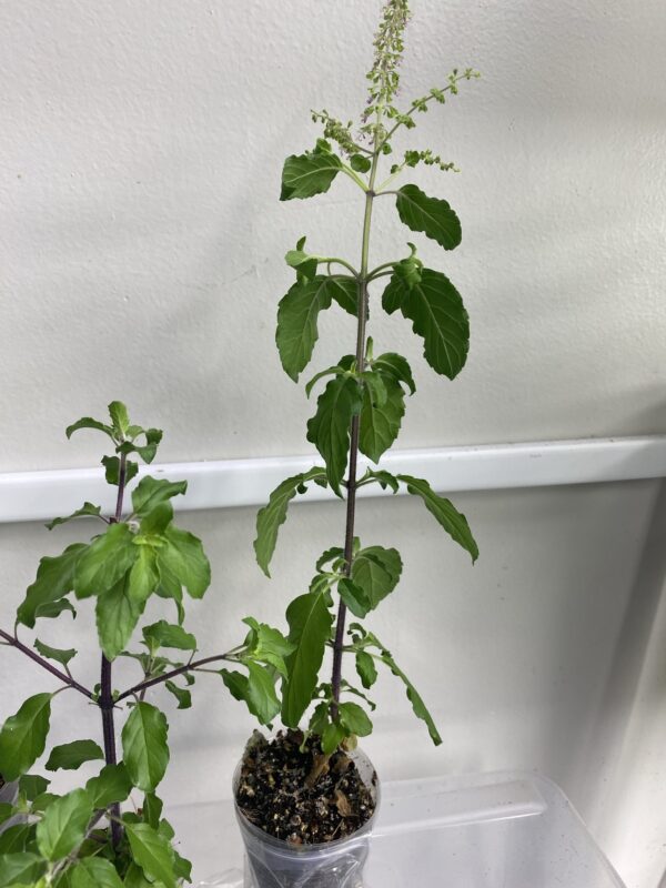 Tulsi Holy Basil plant, Krishna Tulsi 100% genuine.One matured healthy plant UK - Image 5