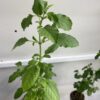 Tulsi Plant (Holy Basil)  – Krishna or Rama Tulsi 100% Genuine Ocimum Tenuiflorum | UK Grown