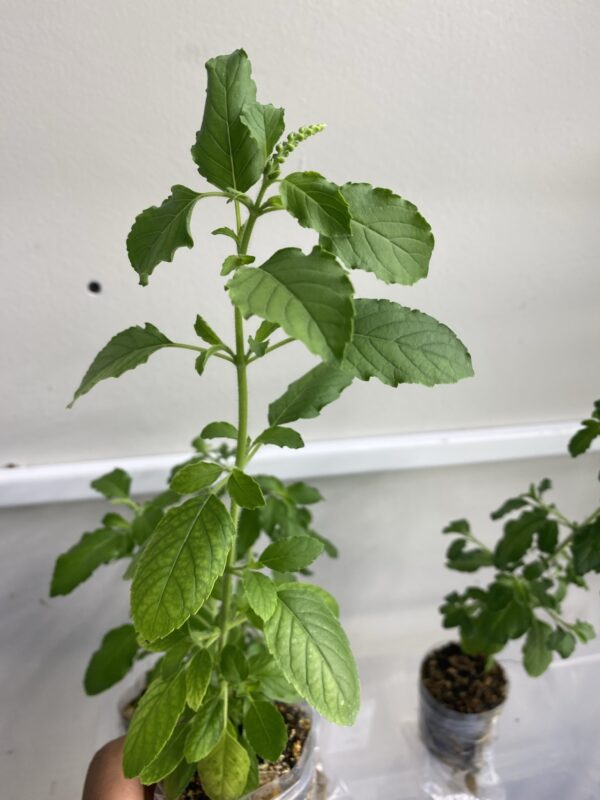 Tulsi Holy Basil plant, Krishna Tulsi 100% genuine.One matured healthy plant UK