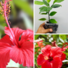Hibiscus Brilliant Red Plant UK – Asian Red Hibiscus (Jaswanti/Gudhal) | Tropical Hibiscus rosa-sinensis for Sale