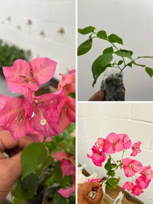 Purple Bougainvillea Plant UK – Bougainvillea glabra (Paperflower / Bagan Bilash) for Conservatory & Patio