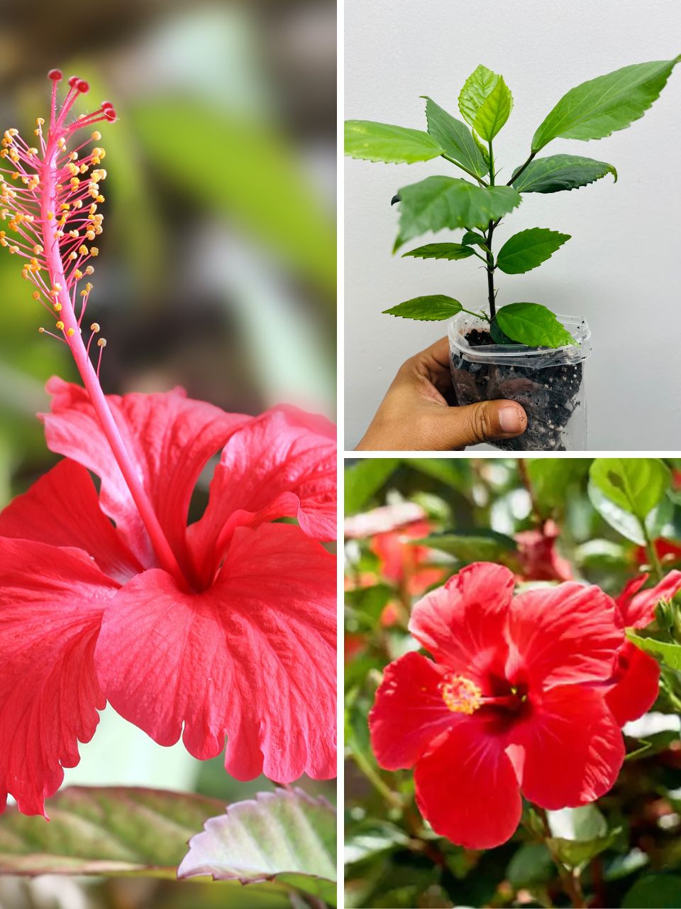 Hibiscus Brilliant Red Plant UK – Asian Red Hibiscus (Jaswanti/Gudhal) | Tropical Hibiscus rosa-sinensis for Sale