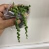 String of Pearls, Senecio rowleyanus, healthy well rooted one plant from UK