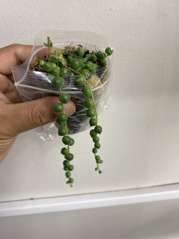 String of Pearls, Senecio rowleyanus, healthy well rooted one plant from UK