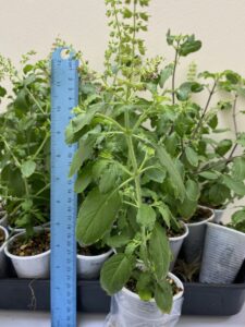 Tulsi Health Benefits UK Guide: 10 Reasons to Grow Holy Basil