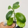 Leaf of Life (Patharchatta / Kalanchoe Pinnata) | Buy in UK