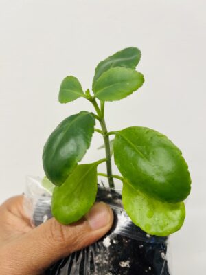 Leaf of Life (Patharchatta / Kalanchoe Pinnata)