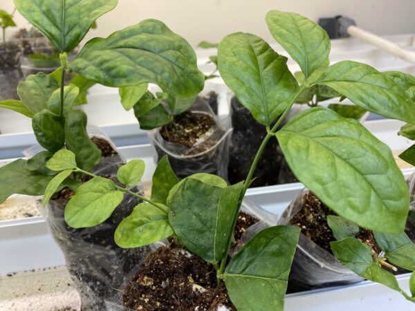 Mogra Beli Plants - Image 2