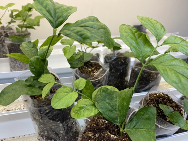 Mogra Beli Plants - Image 3