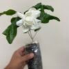 Mogra Beli Plants