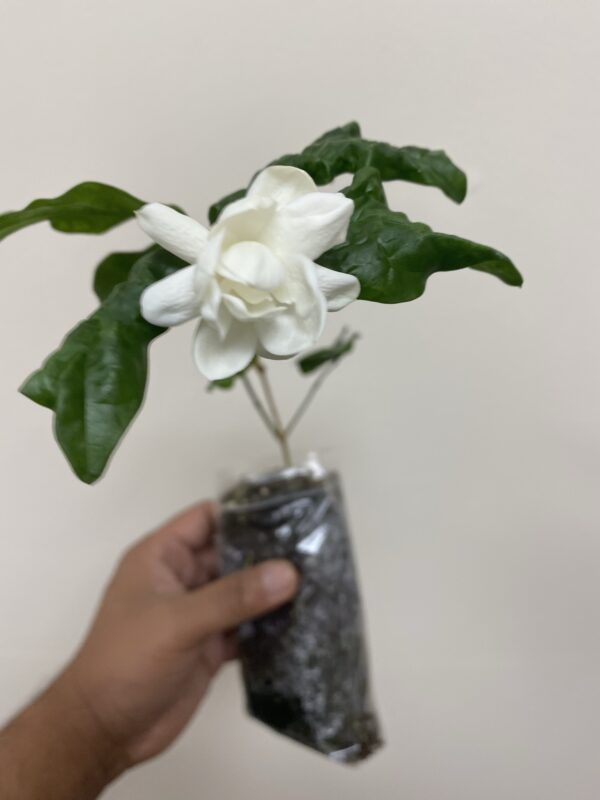 Mogra Beli Plants