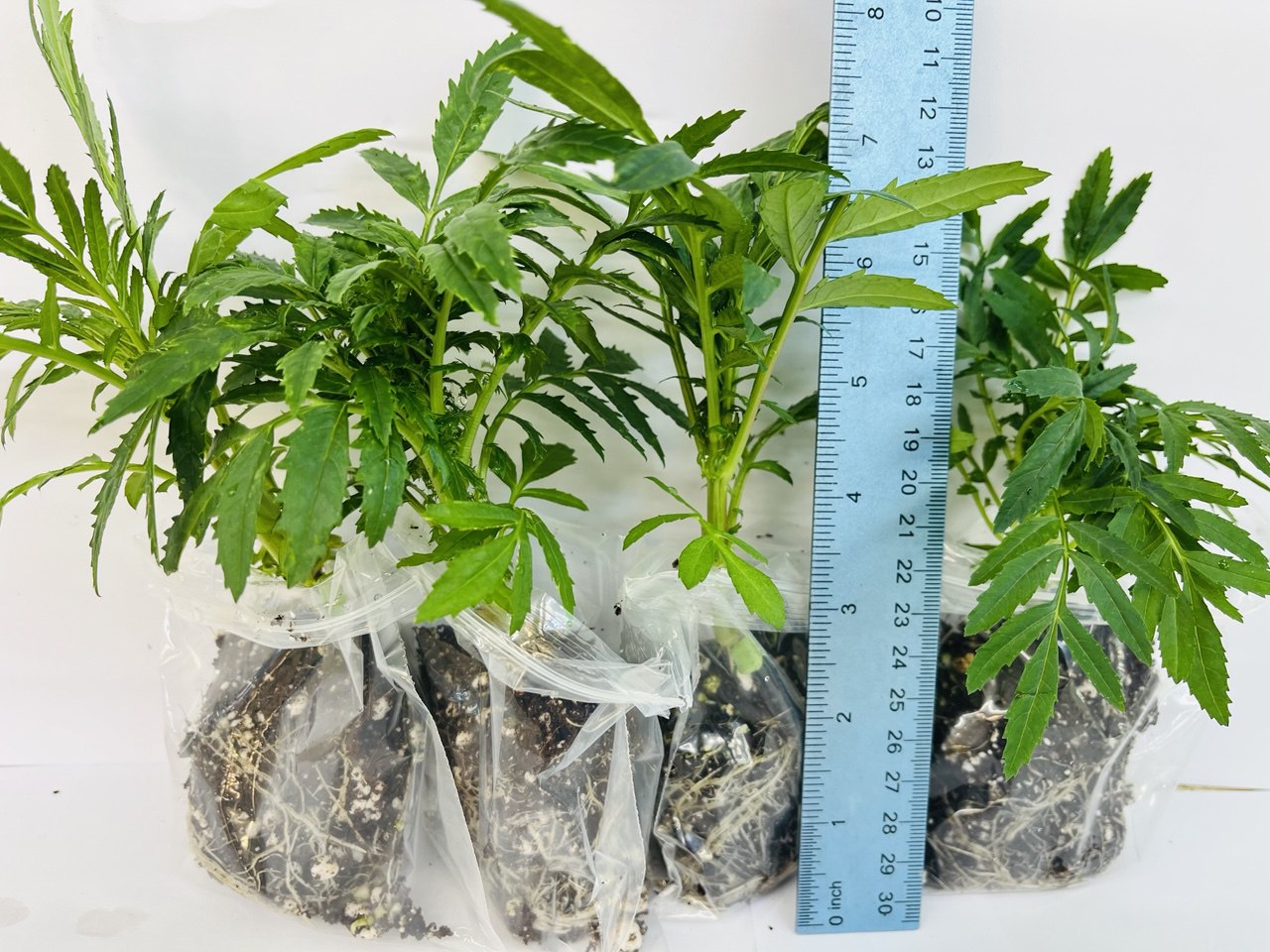 African Marigold Inca Marvel F1 Hybrid Mix (Genda) – Large Flower – 4 Live Plants | UK - Image 3