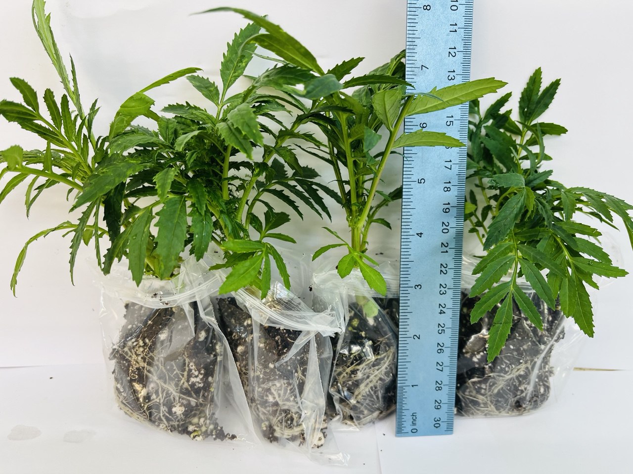 African Marigold Inca Marvel F1 Hybrid Mix (Genda) – Large Flower – 4 Live Plants | UK - Image 2