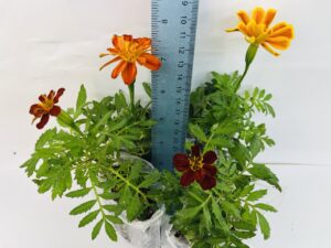 French Marigold Double Brocade Red – 4 Healthy Well-Rooted Plants | UK