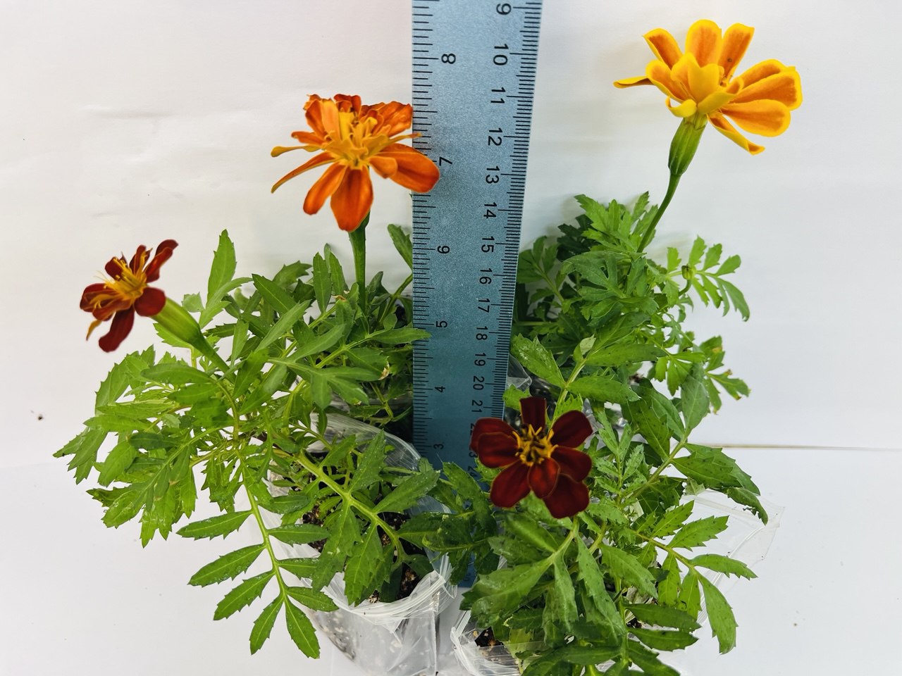 French Marigold Double Brocade Red – 4 Healthy Well-Rooted Plants | UK