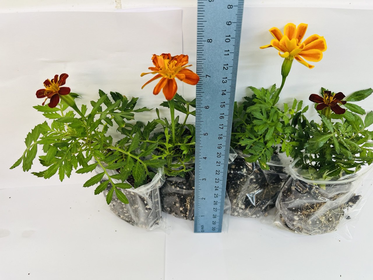 French Marigold Double Brocade Red – 4 Healthy Well-Rooted Plants | UK - Image 4