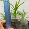 Pandan Plant (Bai Toey Hom / Pandanus amaryllifolius / Screwpine / Pulao Pata) – 1 Healthy Plant | UK