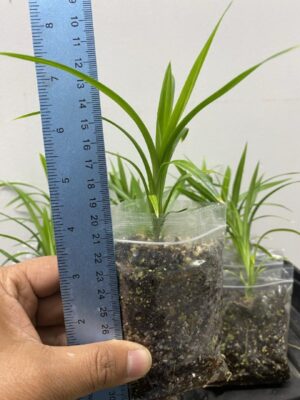 Pandan Plant (Bai Toey Hom / Pandanus amaryllifolius / Screwpine / Pulao Pata) – 1 Healthy Plant | UK