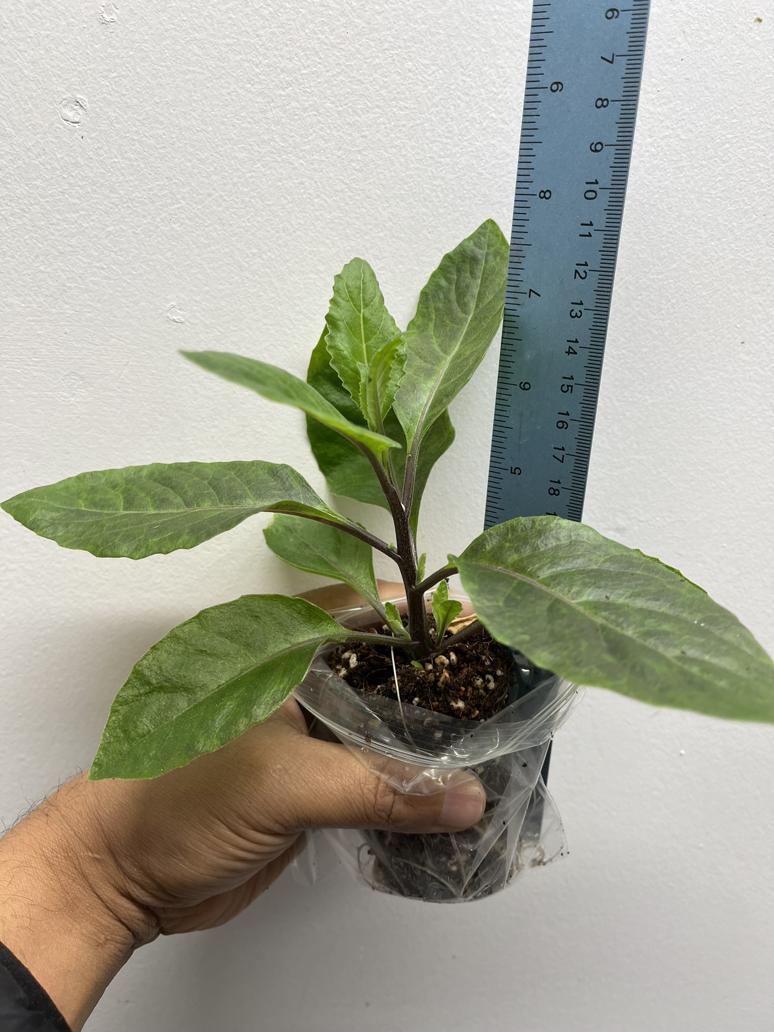 Gynura procumbens (Diabetes Plant / Longevity Spinach / Sambung Nyawa / Cholesterol Spinach) – 1 Healthy Plant | UK Grown - Image 3