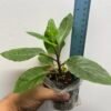 Gynura procumbens (Diabetes Plant / Longevity Spinach / Sambung Nyawa / Cholesterol Spinach) – 1 Healthy Plant | UK Grown