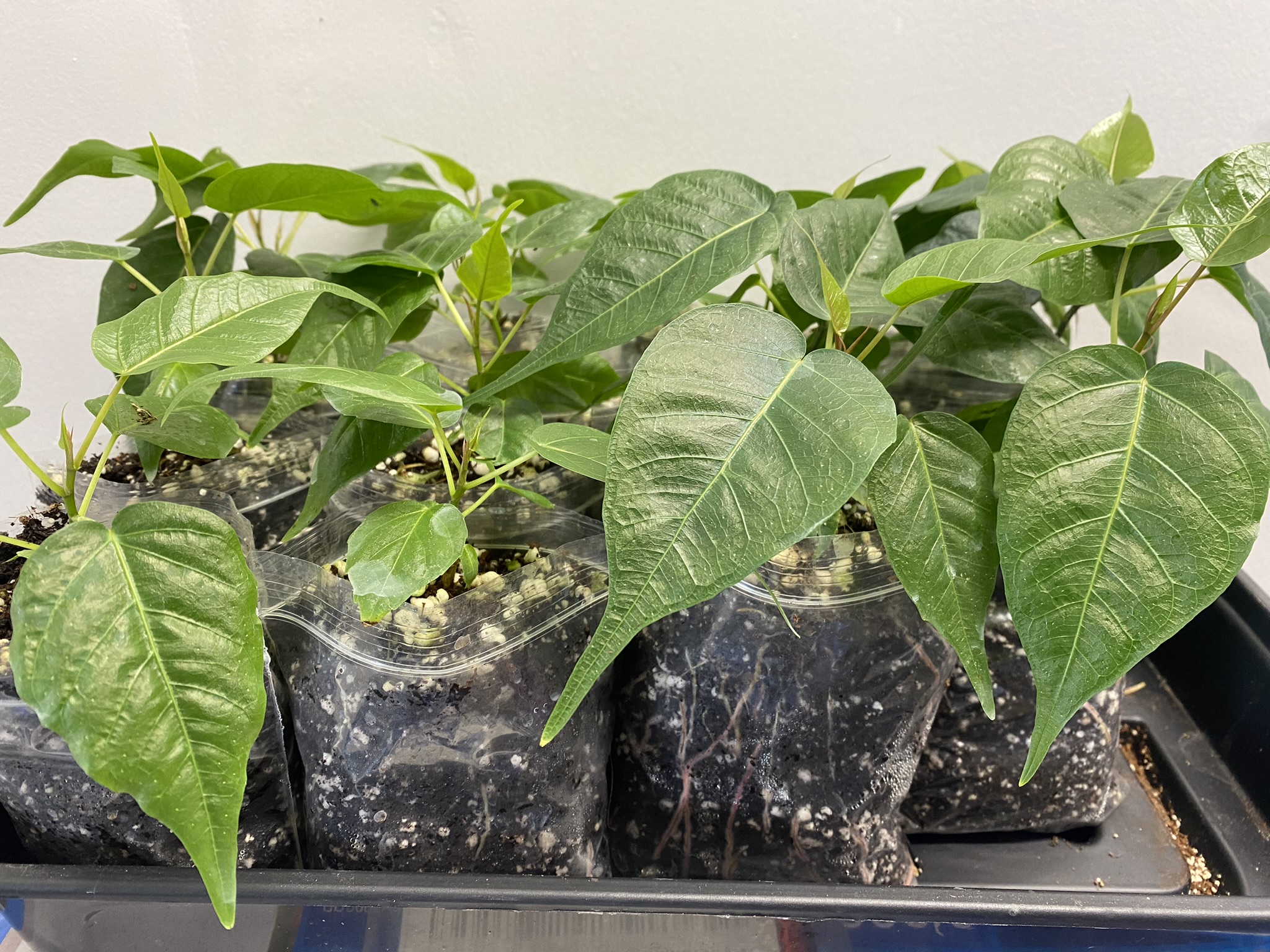 Peepal Plant (Pippal / Aswath / Buddha Tree / Ficus religiosa) – 1 Healthy Well-Rooted Plant | UK Grown - Image 2