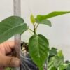 Peepal Plant (Pippal / Aswath / Buddha Tree / Ficus religiosa) – 1 Healthy Well-Rooted Plant | UK Grown