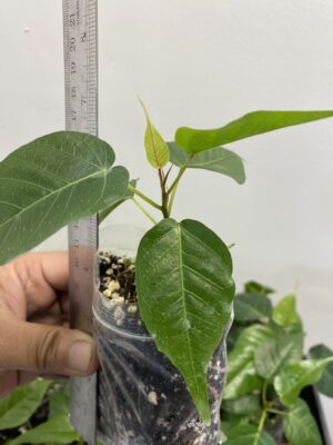 Peepal Plant (Pippal / Aswath / Buddha Tree / Ficus religiosa) – 1 Healthy Well-Rooted Plant | UK Grown