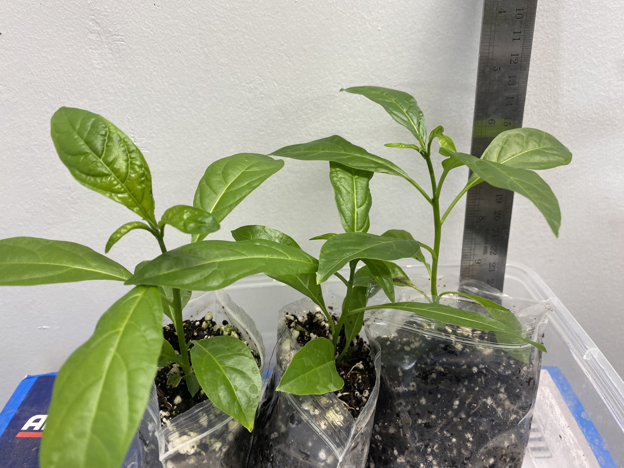 Cestrum Nocturnum (Hasna Hena / Night-Blooming Jasmine / Raat Ki Rani) – 1 Live Plant | UK - Image 3