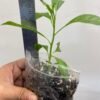 Cestrum Nocturnum (Hasna Hena / Night-Blooming Jasmine / Raat Ki Rani) – 1 Live Plant | UK
