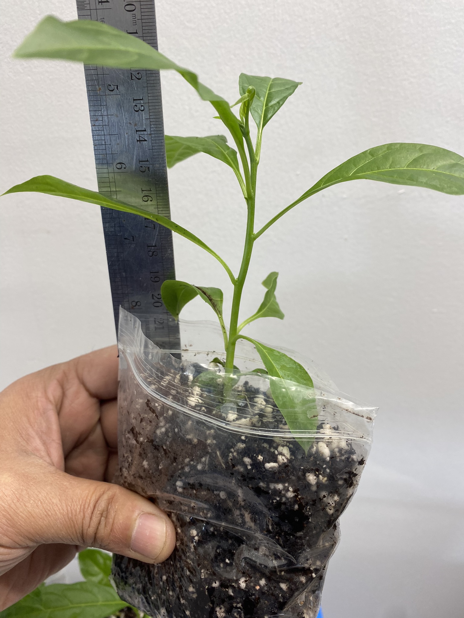 Cestrum Nocturnum (Hasna Hena / Night-Blooming Jasmine / Raat Ki Rani) – 1 Live Plant | UK